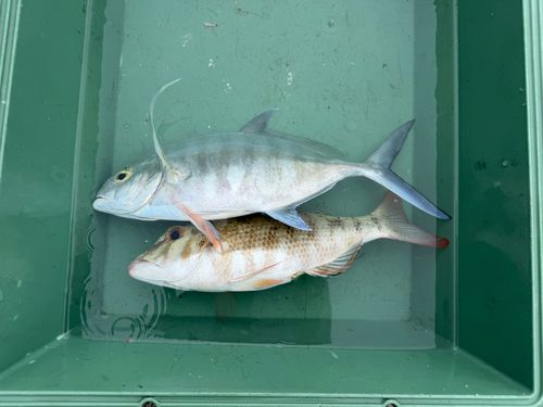 カイワリの釣果