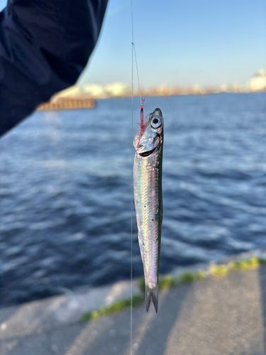 カタクチイワシの釣果