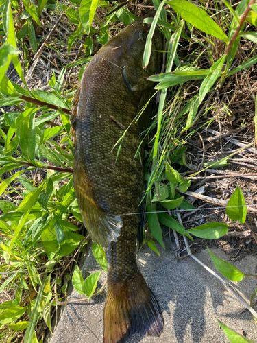 スモールマウスバスの釣果