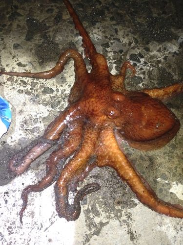 マメイカの釣果