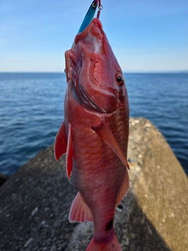 ホウライヒメジの釣果