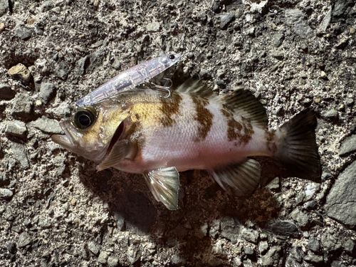 メバルの釣果