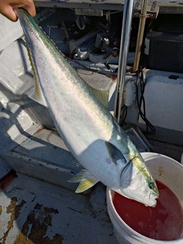 ブリの釣果