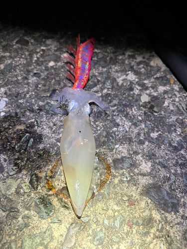 ケンサキイカの釣果
