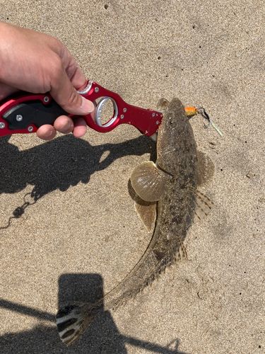 マゴチの釣果