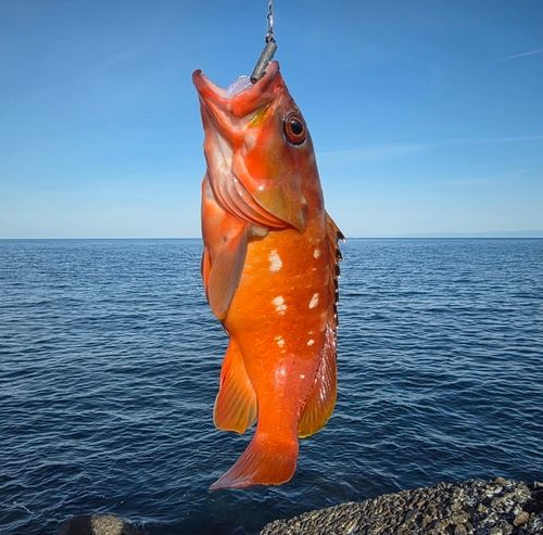 アカハタの釣果
