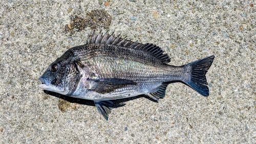 チヌの釣果