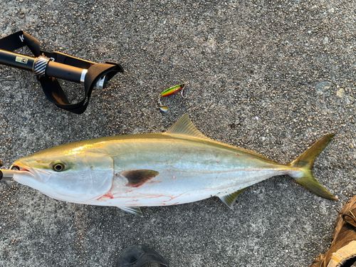 メジロの釣果