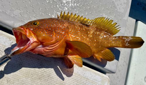 アコウの釣果