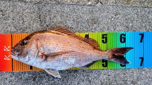 マダイの釣果