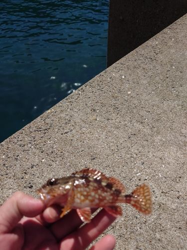 カサゴの釣果