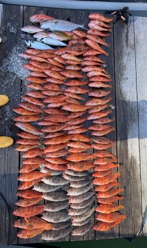 アカハタの釣果