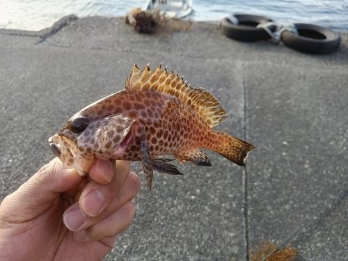 オオモンハタの釣果