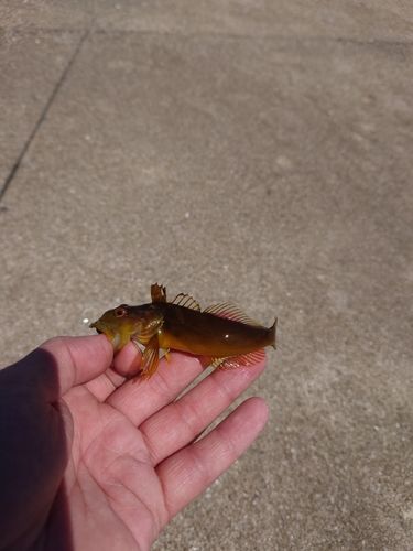 ハゼの釣果