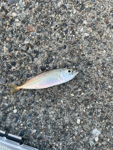 マアジの釣果