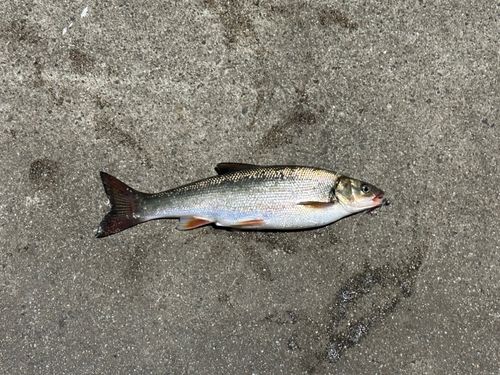 ウグイの釣果