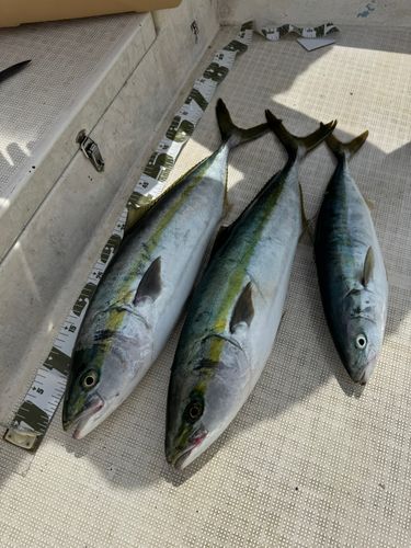 ワラサの釣果