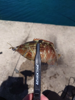 ベラの釣果