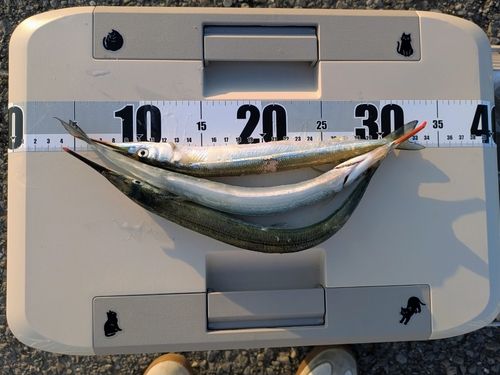 サヨリの釣果