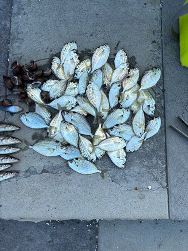 ヒイラギの釣果