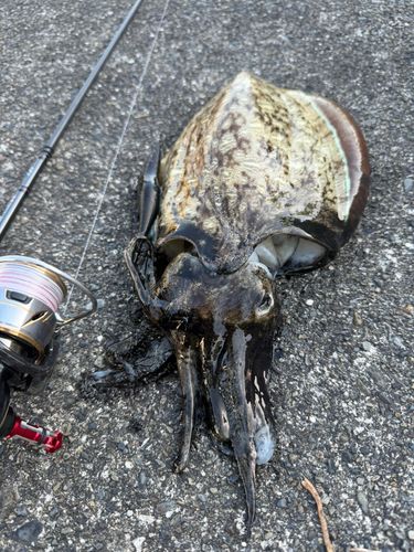 コウイカの釣果