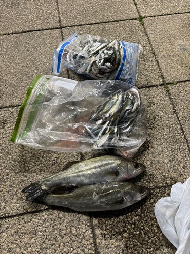 フッコ（マルスズキ）の釣果