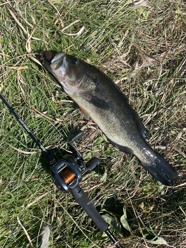 ブラックバスの釣果