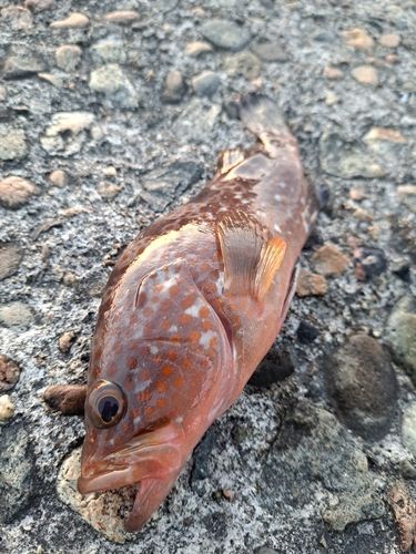 キジハタの釣果