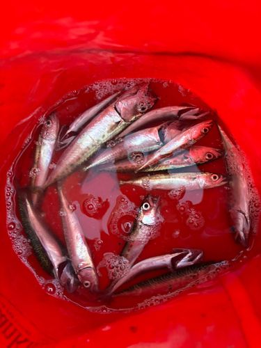 サバの釣果