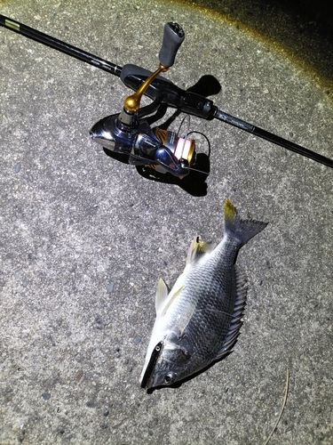 キビレの釣果
