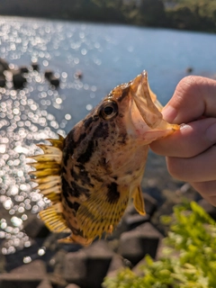 タケノコメバルの釣果