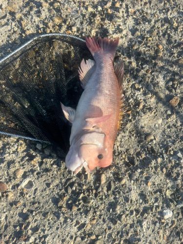 コブダイの釣果