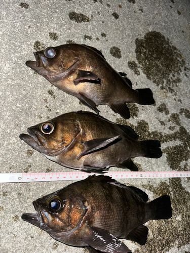 メバルの釣果