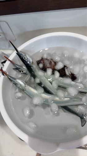 サヨリの釣果