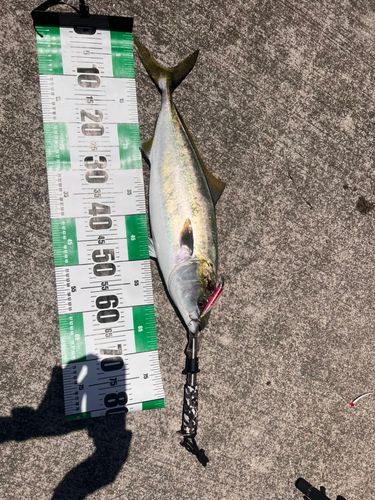 メジロの釣果