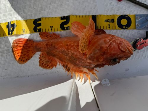 オニカサゴの釣果