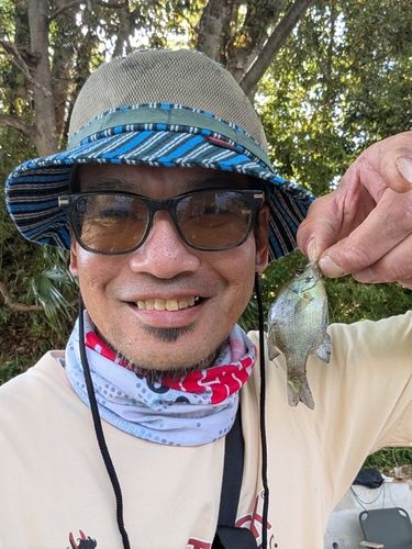 ブルーギルの釣果