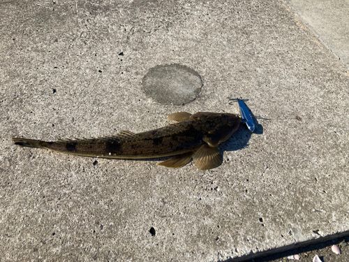 マゴチの釣果