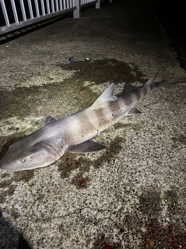 ドチザメの釣果