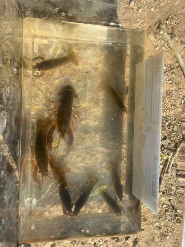 ザリガニの釣果・釣り情報まとめ【2026年最新】 - アングラーズ | 釣果