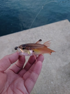 ネンブツダイの釣果