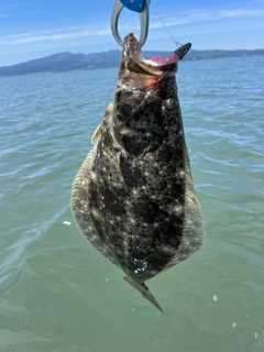 ヒラメの釣果