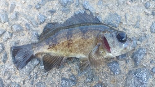 メバルの釣果