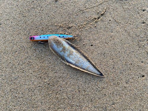クロウシノシタの釣果