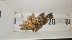 ガシラの釣果