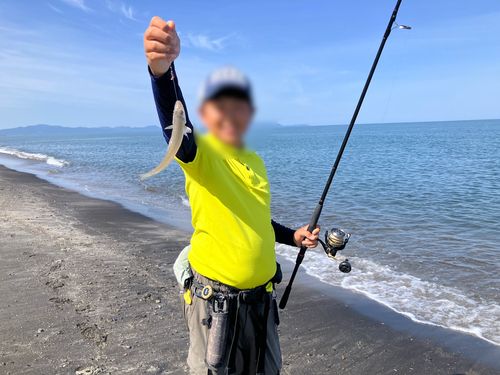 キスの釣果