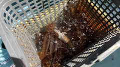 ムギイカの釣果