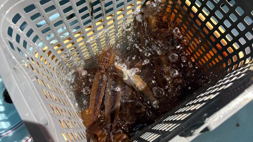 ムギイカの釣果