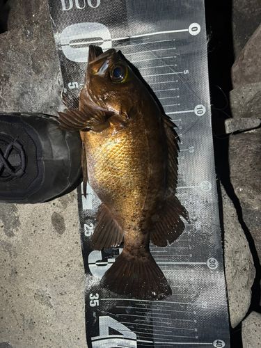 メバルの釣果