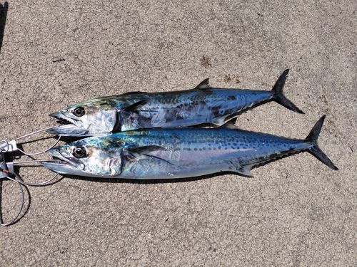 サゴシの釣果